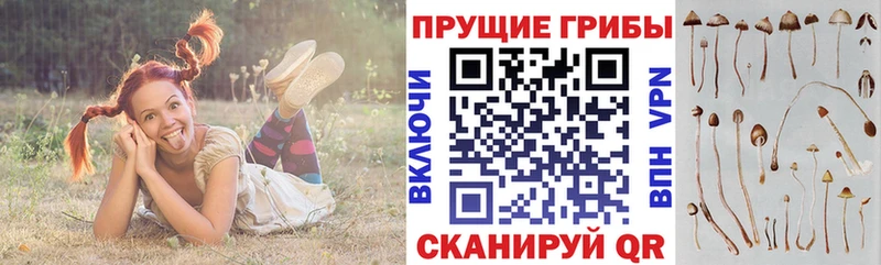 Галлюциногенные грибы Psilocybe  blacksprut сайт  Новоульяновск 
